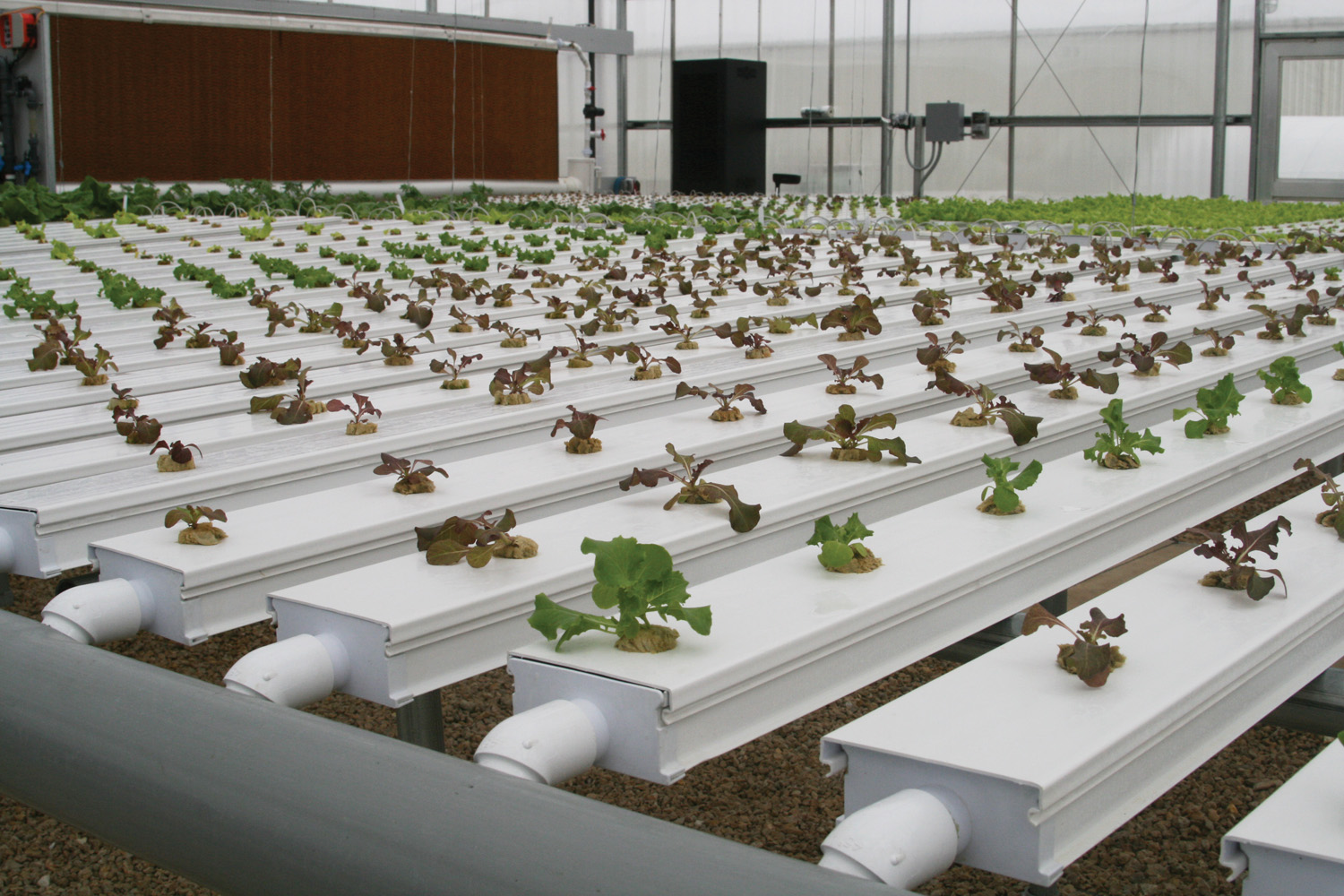 Hydroponics Revolutionizing Greenhouse Growing Greenhouse Product News